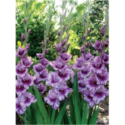 Nasiona Mieczyk paskowany szt.5 Nxx63