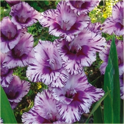 Nasiona Mieczyk paskowany szt.5 Nxx63