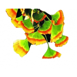 Nasion Miłorząb tęcza szt.2 N387