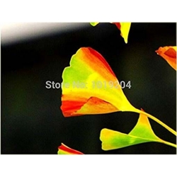 Nasiona Miłorząb tęcza szt.2 Nxx387