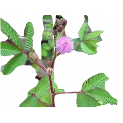 Nasiona Mimoza, czułek szt.5 N8