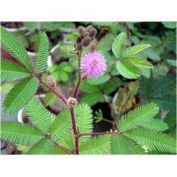 Nasiona Mimoza czułek szt.5 Nxx8