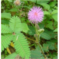 Nasiona Mimoza czułek szt.5 Nxx8