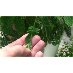 Nasiona Mimoza czułek szt.5 Nxx8