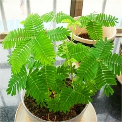 Nasiona Mimoza czułek szt.5 Nxx8