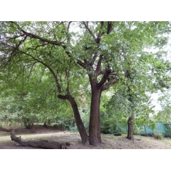 nasiona Morwa biała Morus alba szt5 Fore204