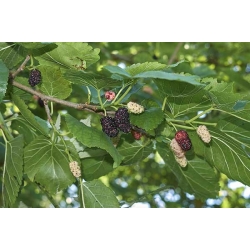 nasiona Morwa biała Morus alba szt5 Fore204