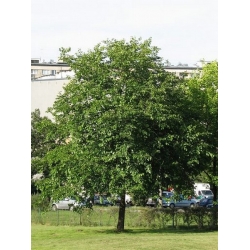 nasiona Morwa biała Morus alba szt5 Fore204