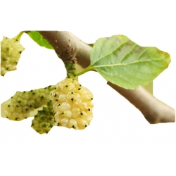 Nasiona Morwa biała szt.5 N137