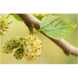 Nasiona Morwa biała szt.5 Nxx137