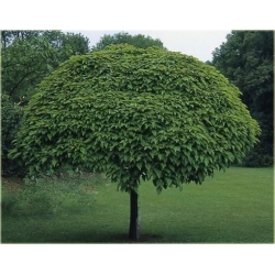 Nasiona Morwa biała szt.5 Nxx137