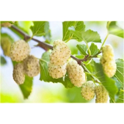 Nasiona Morwa biała szt.5 Nxx137