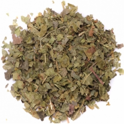 Nasiona Morwa biała szt.5 Nxx137