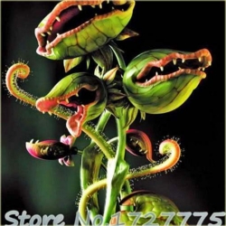 Nasiona Muchołówka bordowa szt.10 Nxx365