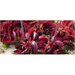 Nasiona Muchołówka bordowa szt.10 Nxx365