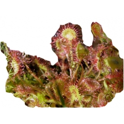 Nasiona Muchołówka rosiczka szt.5 N186