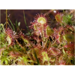 Nasiona Muchołówka rosiczka szt.5 Nxx186