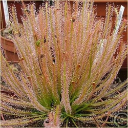 Nasiona Muchołówka rosiczka szt.5 Nxx186