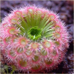 Nasiona Muchołówka rosiczka szt.5 Nxx186