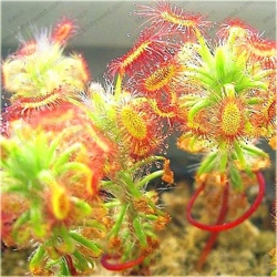 Nasiona Muchołówka rosiczka szt.5 Nxx186