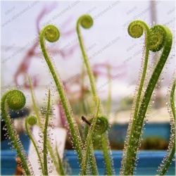 Nasiona Muchołówka rosiczka szt.5 Nxx186