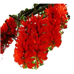 Nasiona Mucuna bennettii szt.4 N99