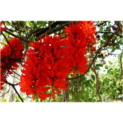 Nasiona Mucuna bennettii szt.2 Nxx99