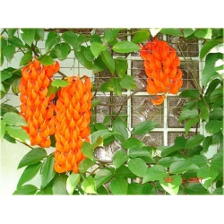 Nasiona Mucuna bennettii szt.2 Nxx99