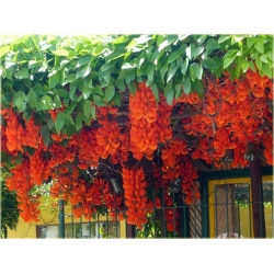 Nasiona Mucuna bennettii szt.2 Nxx99