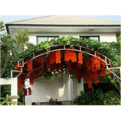 Nasiona Mucuna bennettii szt.2 Nxx99