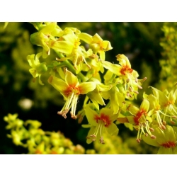 Nasiona Mydleniec wiech Roztrzeplin szt.5 Nxx714