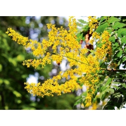 Nasiona Mydleniec wiech Roztrzeplin szt.5 Nxx714