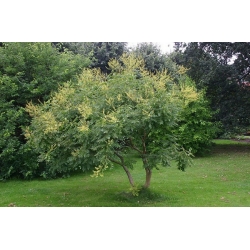 Nasiona Mydleniec wiech Roztrzeplin szt.5 Nxx714