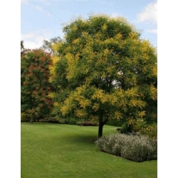 Nasiona Mydleniec wiech Roztrzeplin szt.5 Nxx714