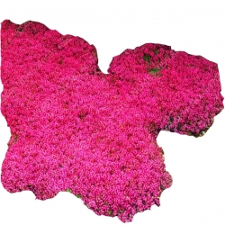 Nasiona Żagwin pnący czerwony szt.5 N622