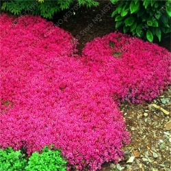 Nasiona Żagwin pnący czerwony szt.5 Nxx622