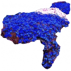 Nasiona Żagwin pnący niebieski szt.5 N643