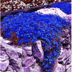 Nasiona Żagwin pnący niebieski szt.5 Nxx643