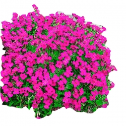 Nasiona Żagwin pnący różowy szt.5 N645