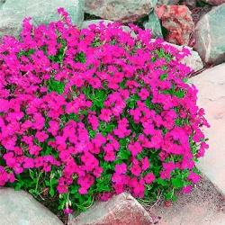 Nasiona Żagwin pnący różowy szt.5 Nxx645