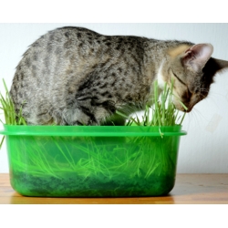 Nasiona Trawa dla kota szt.10 Nxx647