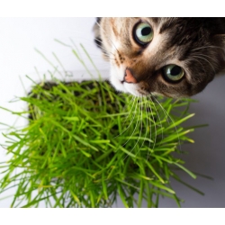 Nasiona Trawa dla kota szt.10 Nxx647