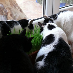 Nasiona Trawa dla kota szt.10 Nxx647