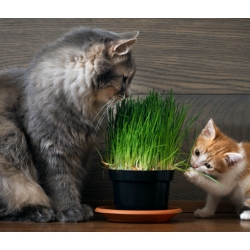 Nasiona Trawa dla kota szt.10 Nxx647
