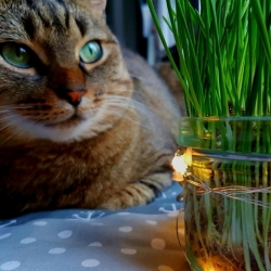 Nasiona Trawa dla kota szt.10 Nxx647