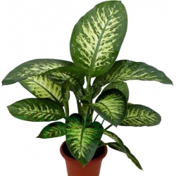 Difenbachia zielona szt.3 N649