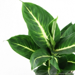 Nasiona Difenbachia zielona szt.3 Nxx649