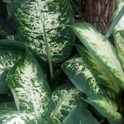 Nasiona Difenbachia zielona szt.3 Nxx649