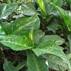 Nasiona Difenbachia zielona szt.3 Nxx649