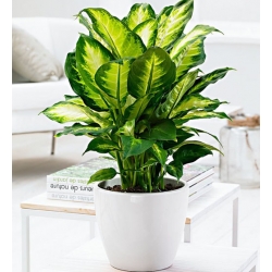 Nasiona Difenbachia zielona szt.3 Nxx649